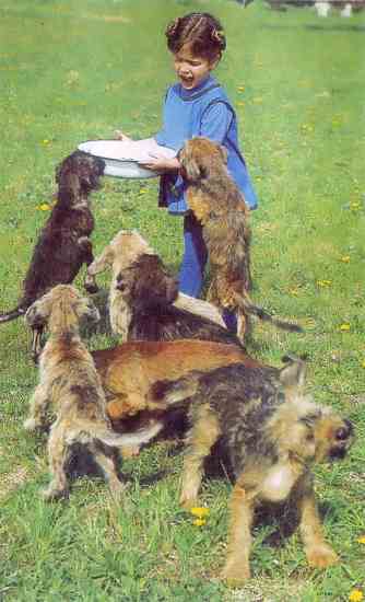 
Puppies can become quite rambunctious at feeding time.

